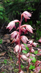 Corallorhiza striata