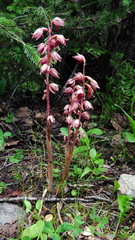 Corallorhiza striata