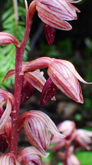 Corallorhiza striata