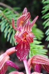 Corallorhiza striata