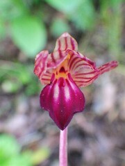 Corallorhiza striata