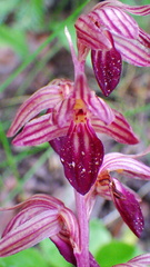 Corallorhiza striata