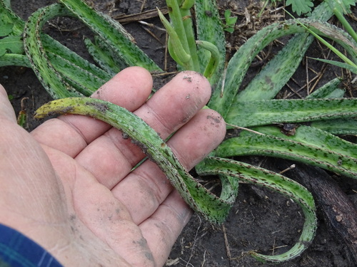 Image of Manfreda longiflora by (c) Alexis López Hernández, some rights reserved (CC BY)