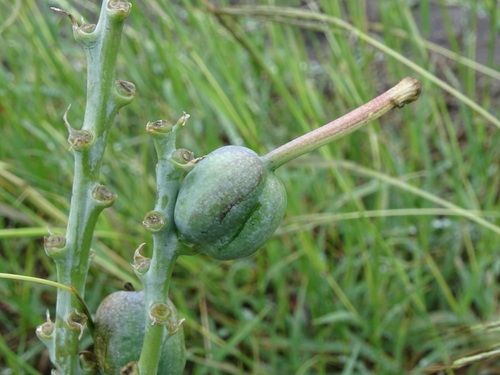 Image of Manfreda longiflora by (c) Alexis López Hernández, some rights reserved (CC BY)