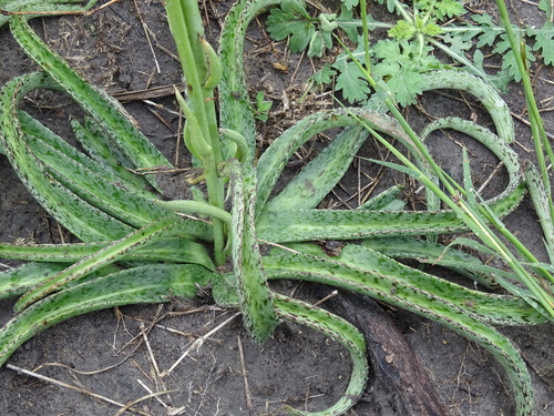 Image of Manfreda longiflora by (c) Alexis López Hernández, some rights reserved (CC BY)