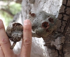 Callirhytis quercussuttoni