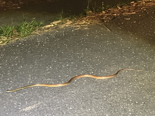 Brown Tree Snake sighting