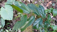 Celtis tetrandra