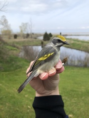 Vermivora chrysoptera