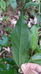 Celtis tetrandra