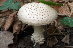 Amanita echinocephala