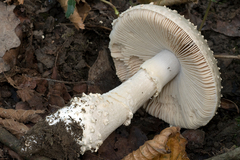 Amanita echinocephala