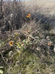 Gaillardia pulchella