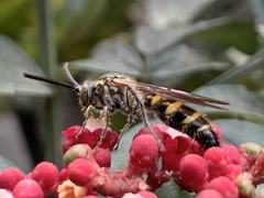 Phalerimeris phalerata