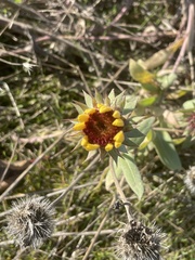 Gaillardia pulchella