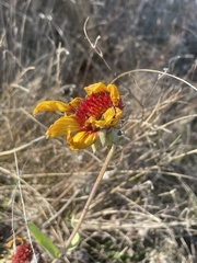 Gaillardia pulchella
