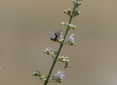 Megachile