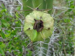 Acanthocereus tetragonus