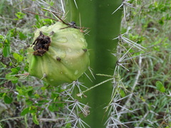 Acanthocereus tetragonus