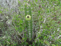 Acanthocereus tetragonus