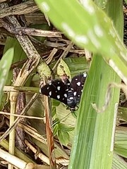 Bocchoris inspersalis
