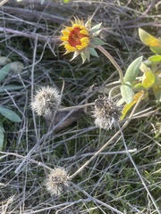 Gaillardia pulchella