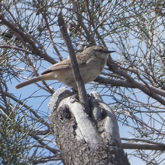 Cincloramphus mathewsi