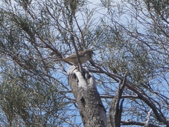 Cincloramphus mathewsi