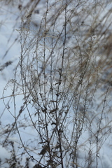 Epilobium tetragonum