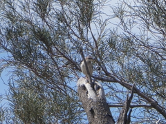 Cincloramphus mathewsi