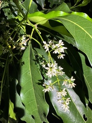 Chionanthus ramiflorus