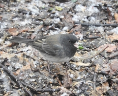Junco hyemalis cismontanus