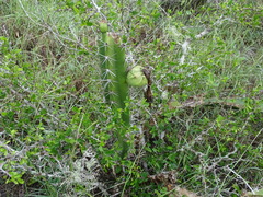 Acanthocereus tetragonus