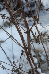 Epilobium tetragonum
