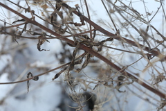 Epilobium tetragonum