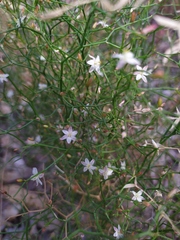 Corynotheca micrantha