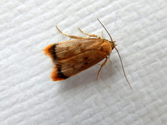 Aeolothapsa acrocosma