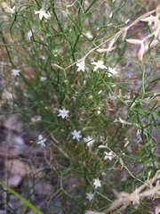 Corynotheca micrantha