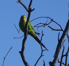 Polytelis swainsonii