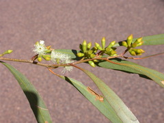 Eucalyptus odorata