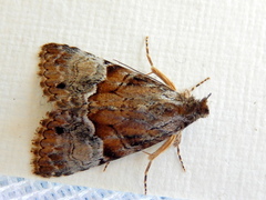 Alophosoma emmelopis