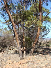 Eucalyptus odorata