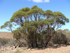 Eucalyptus odorata