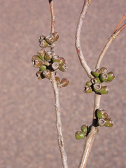 Eucalyptus odorata
