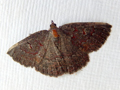 Apodasmia rufonigraria