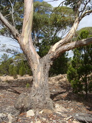 Eucalyptus petiolaris
