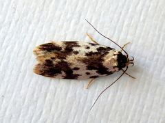 Barea confusella