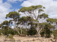 Eucalyptus petiolaris