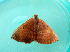 Chrysolarentia mecynata