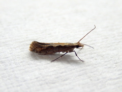 Plutella xylostella-australiana
